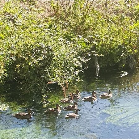 Les gîtes de ninon Moult Extérieur photo